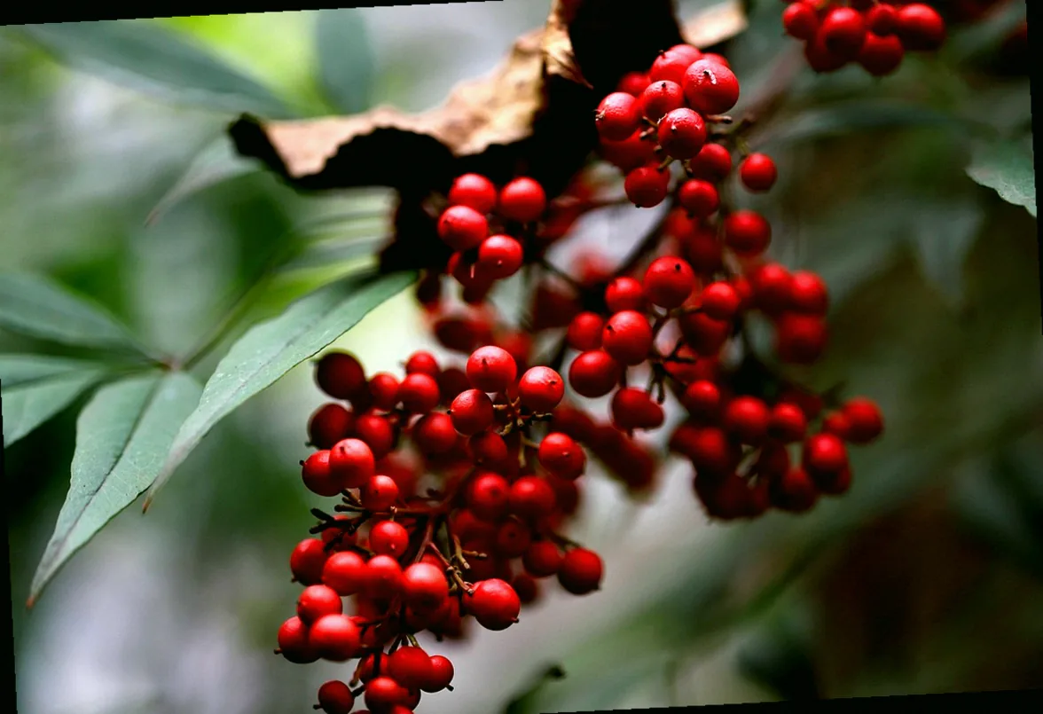 bambus hat blattläuse