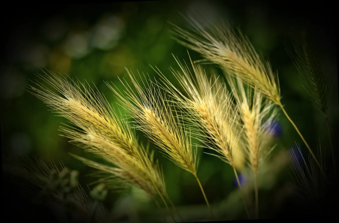 besenheide mehrjährig