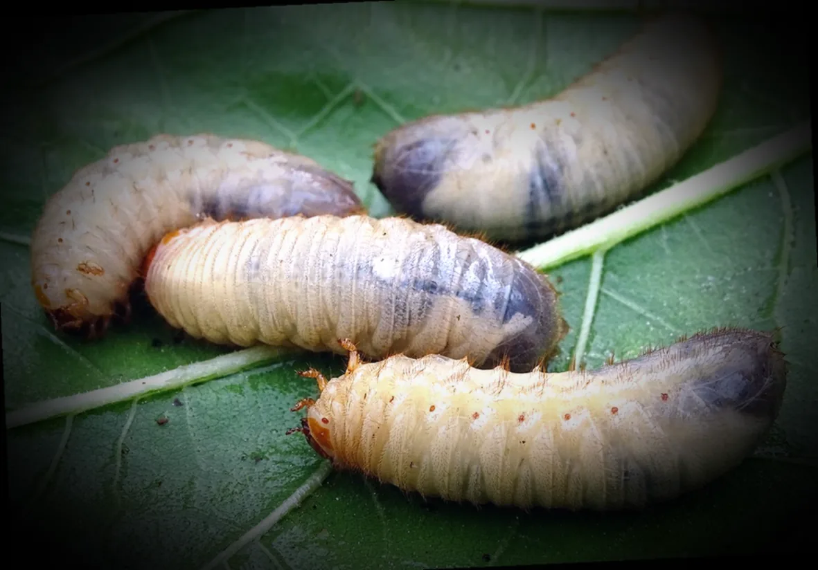 engerlinge beseitigen