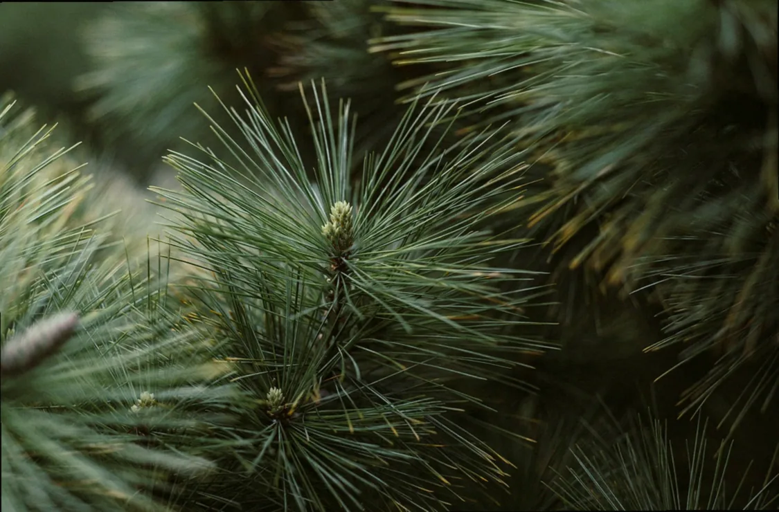 fertighecke immergrün