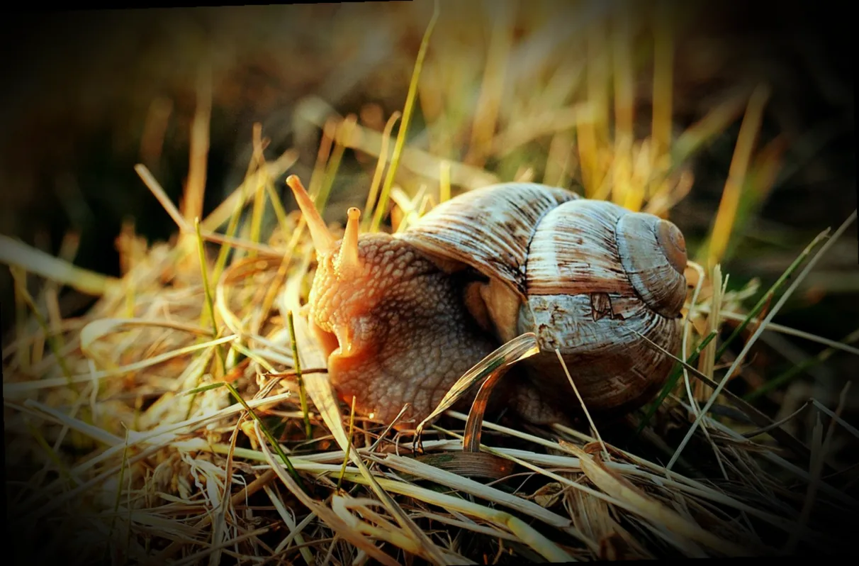 gehäuseschnecken garten