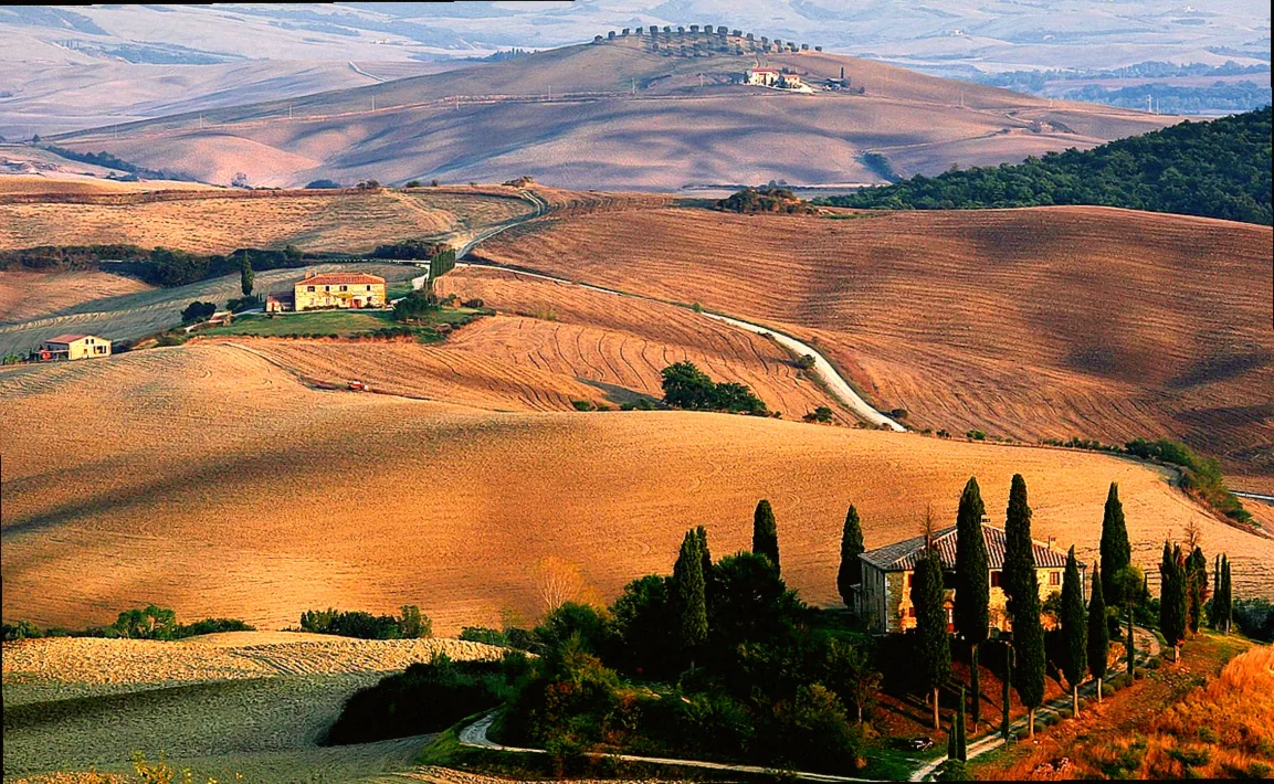 gelbe zypresse winterhart