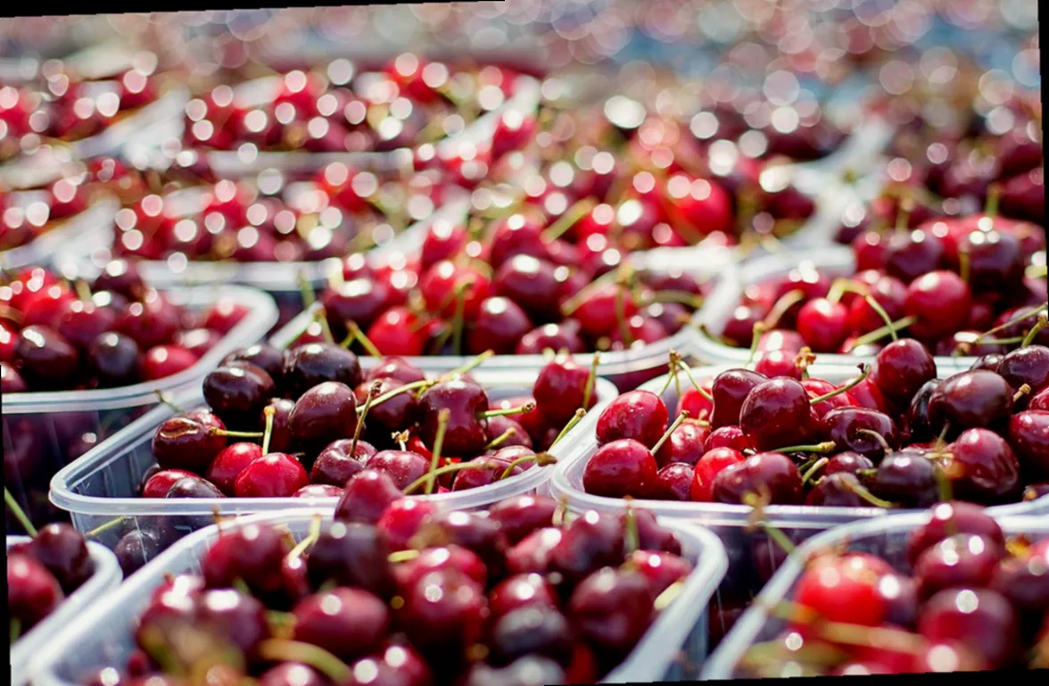 grosse terracotta kübel