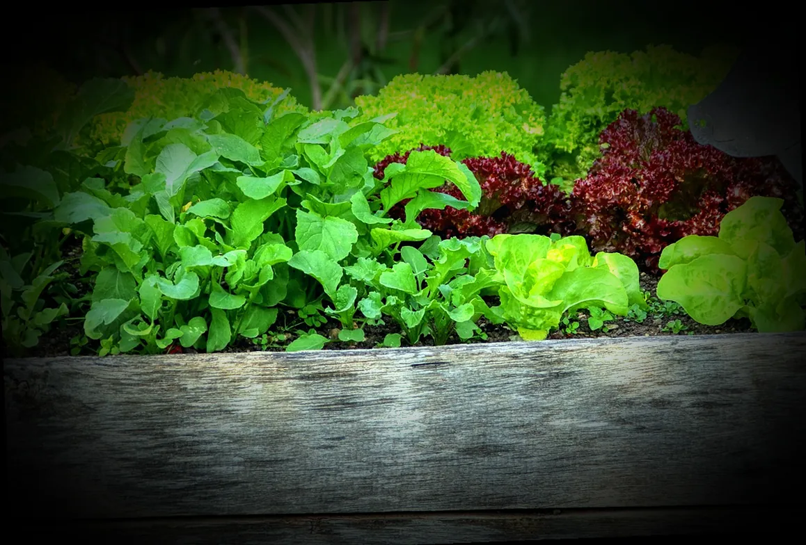 hochbeet gemüse winter