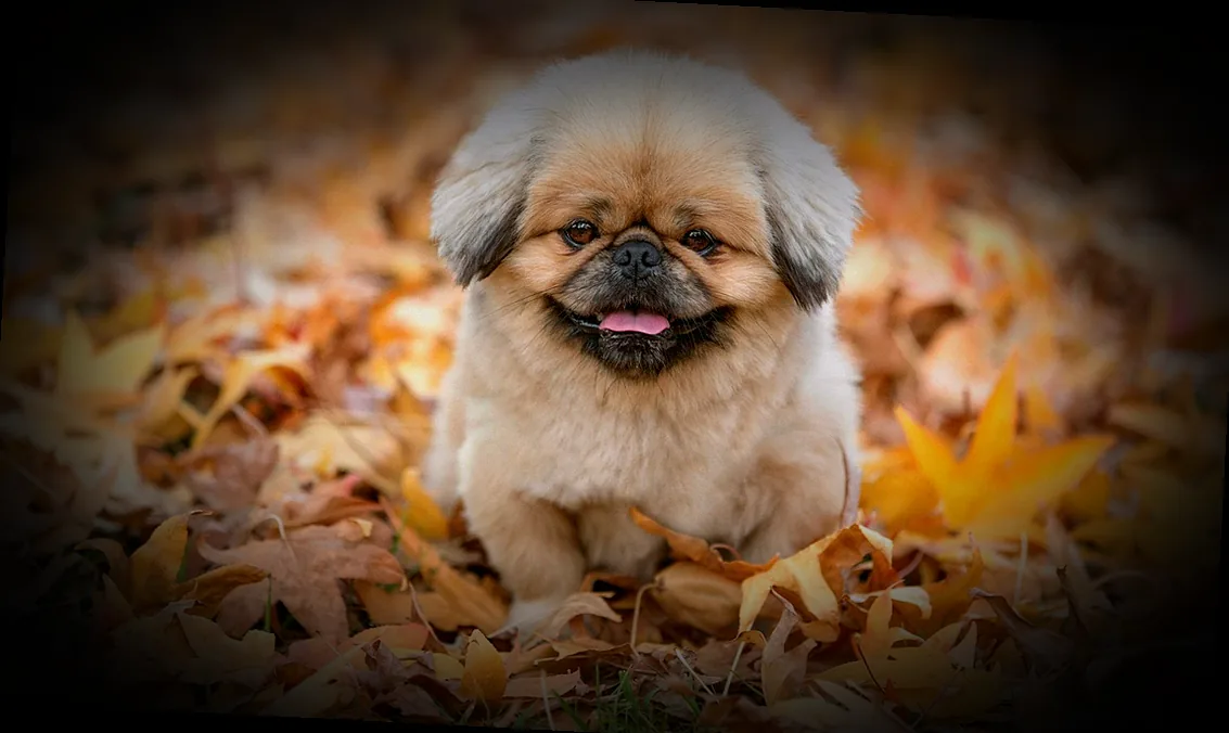 im herbst vertikutieren oder lüften