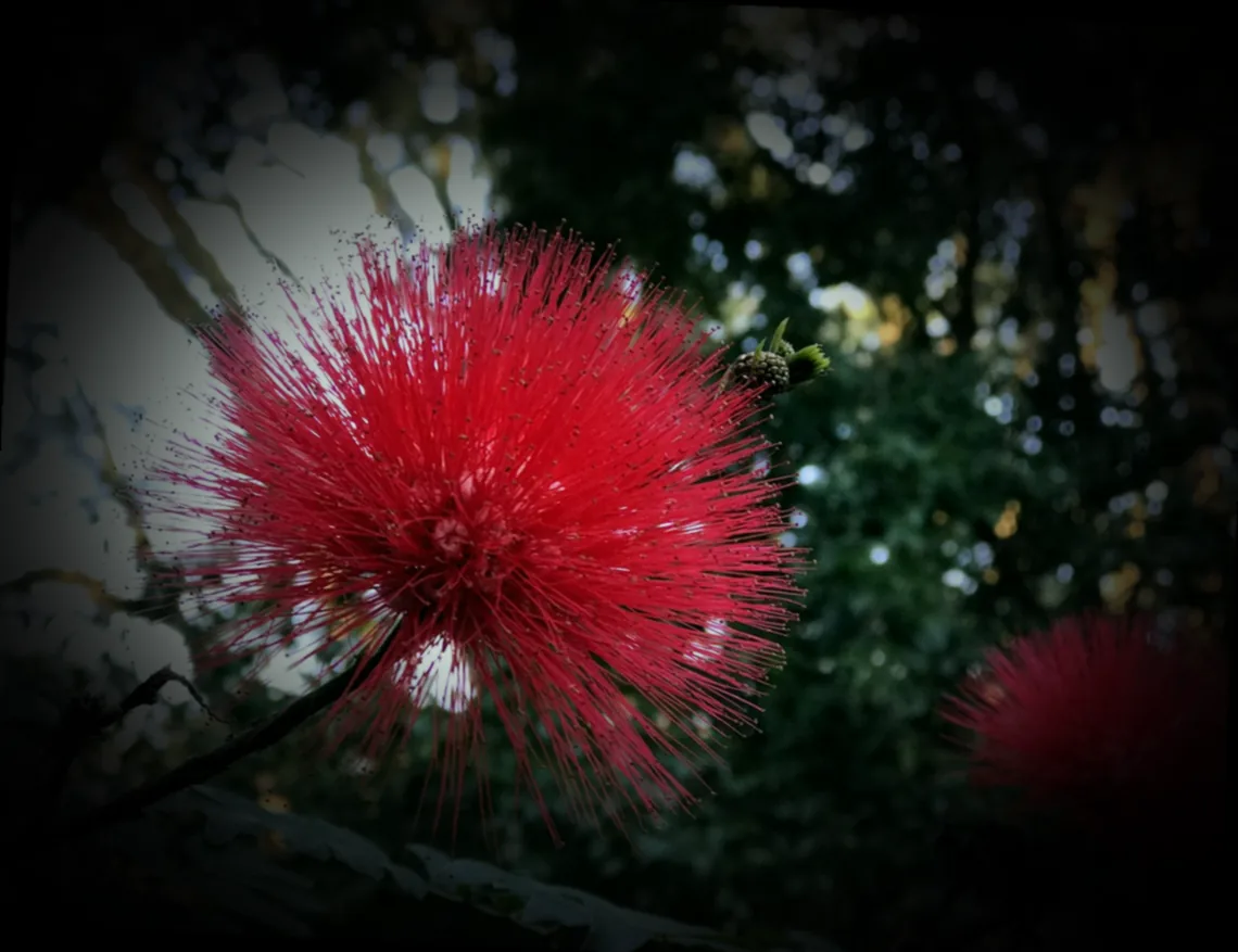 immer blühende pflanzen