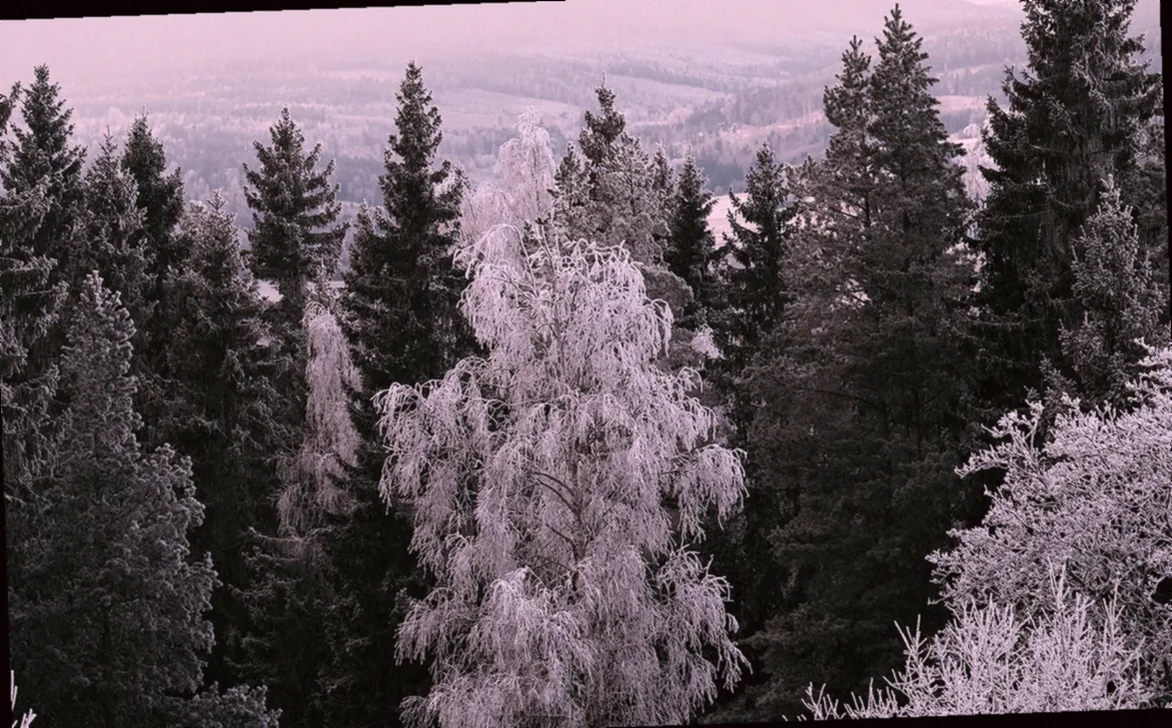 immergrüne formschnittgehölze