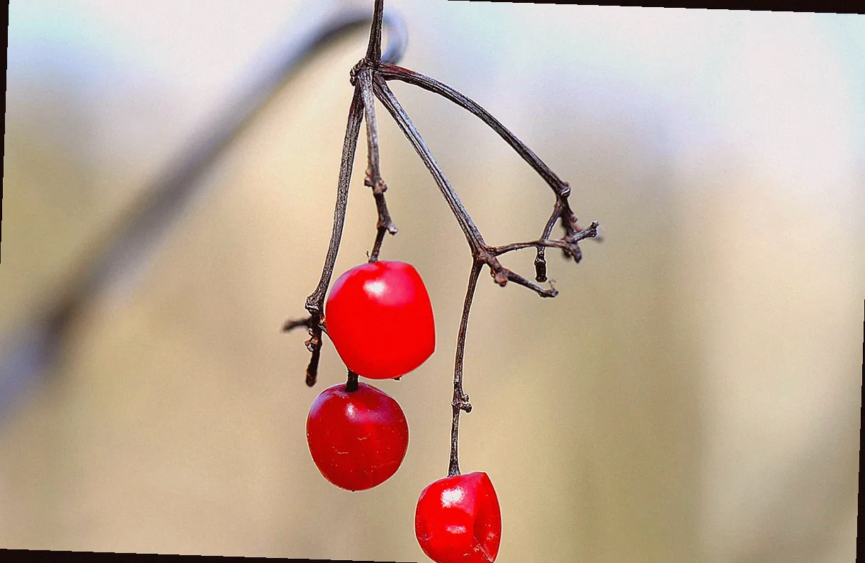 immergrüne heckenkirsche kaufen