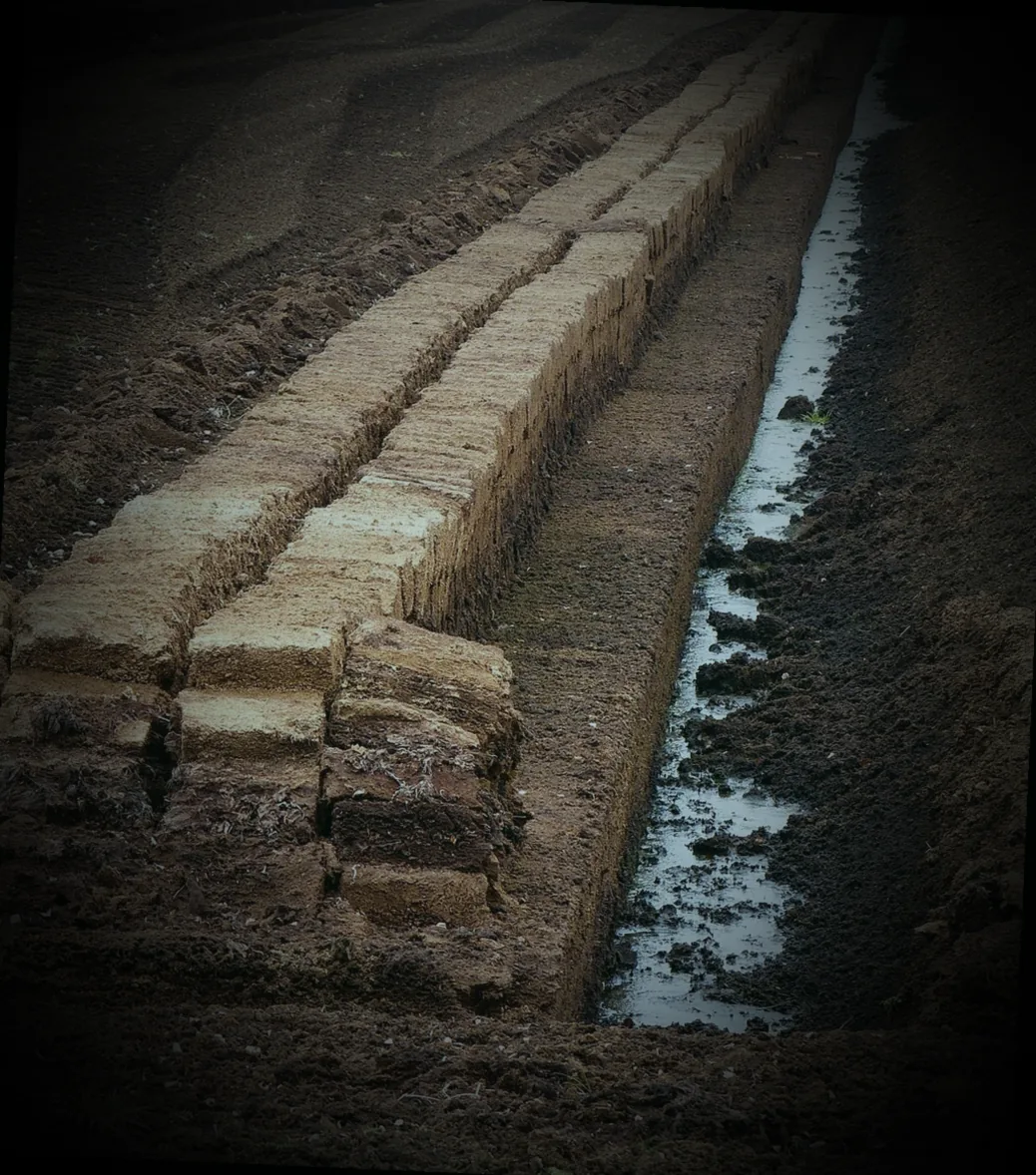 insekten in der blumenerde
