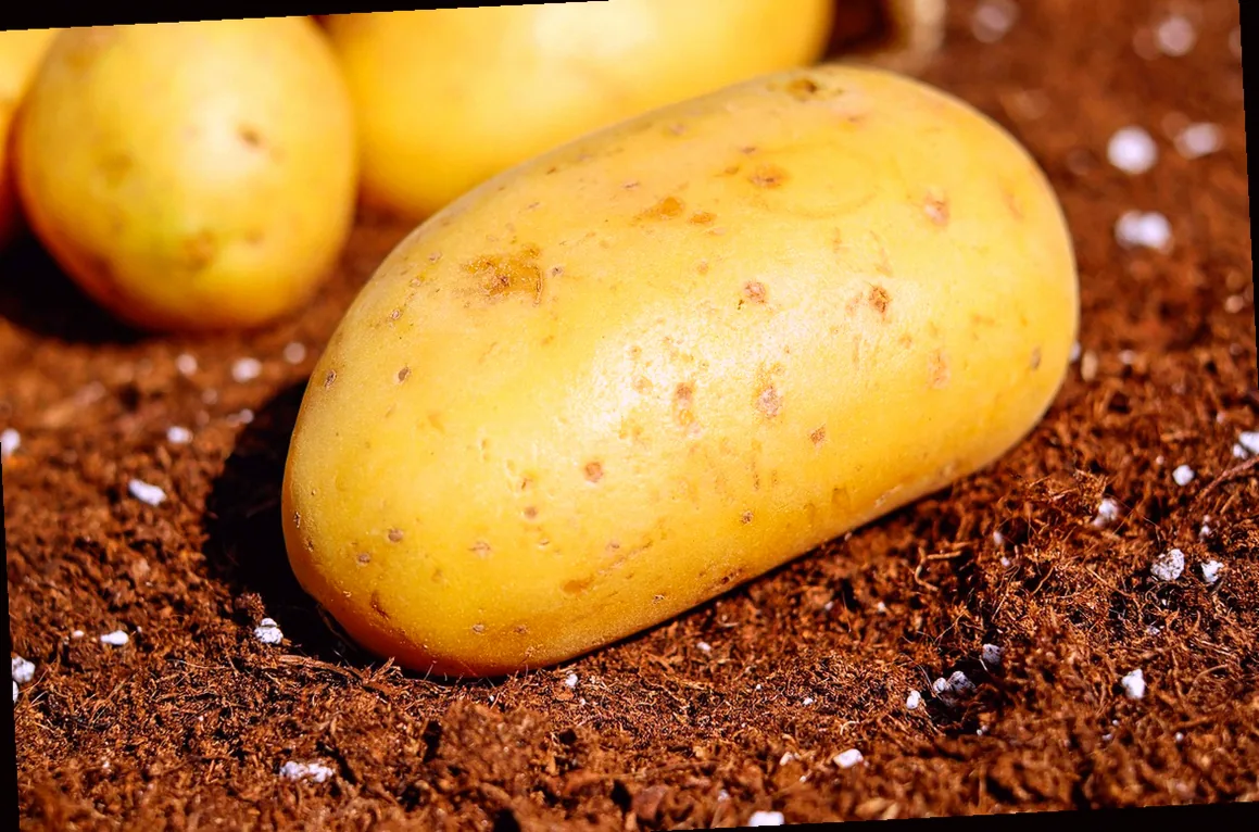 kartoffeln im september pflanzen