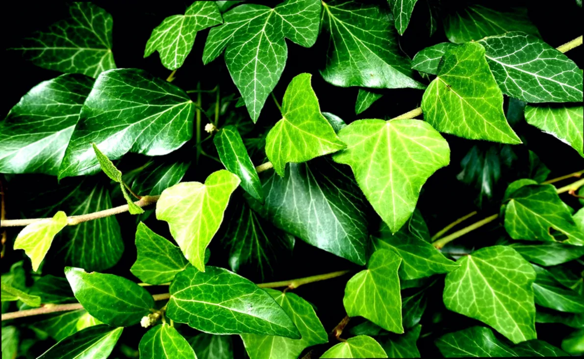 kletterpflanze im topf winterhart