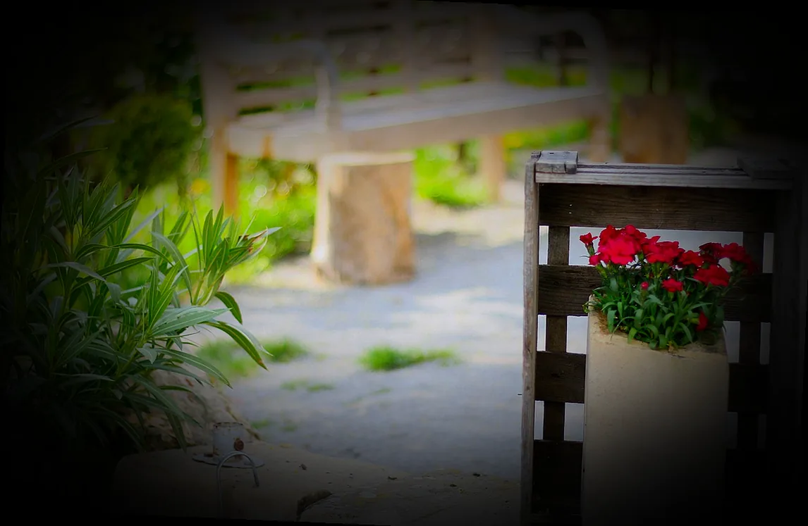 kübelpflanzen im garten