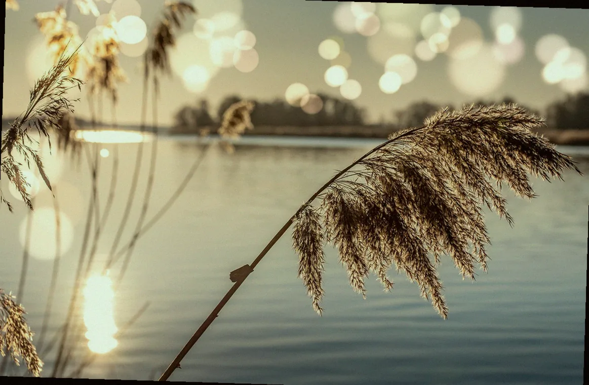 pflanzen welche kein licht brauchen