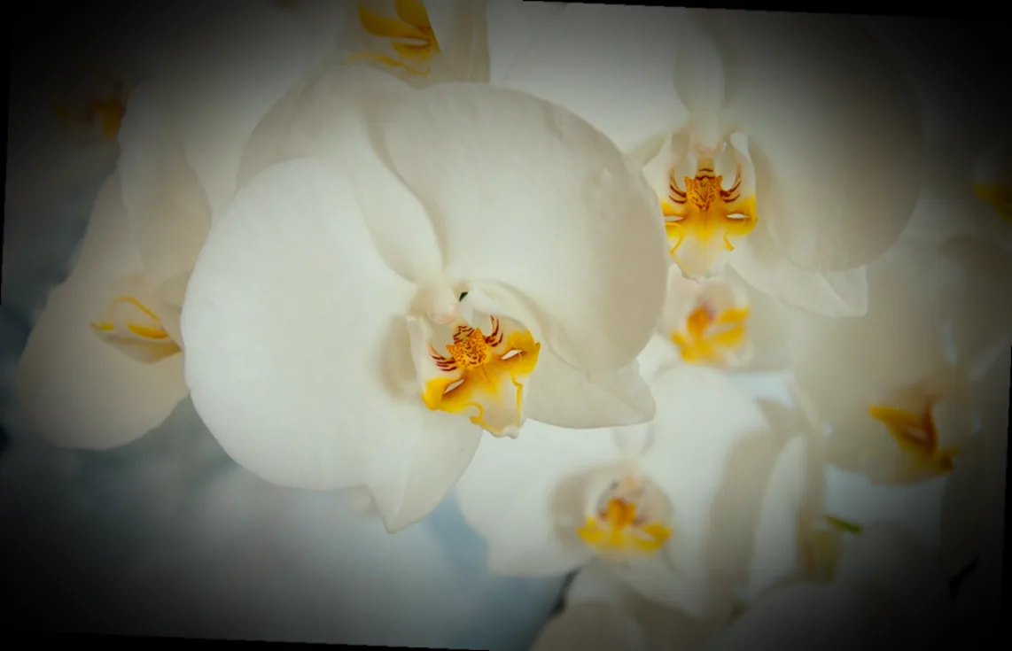 phalaenopsis ohne erde