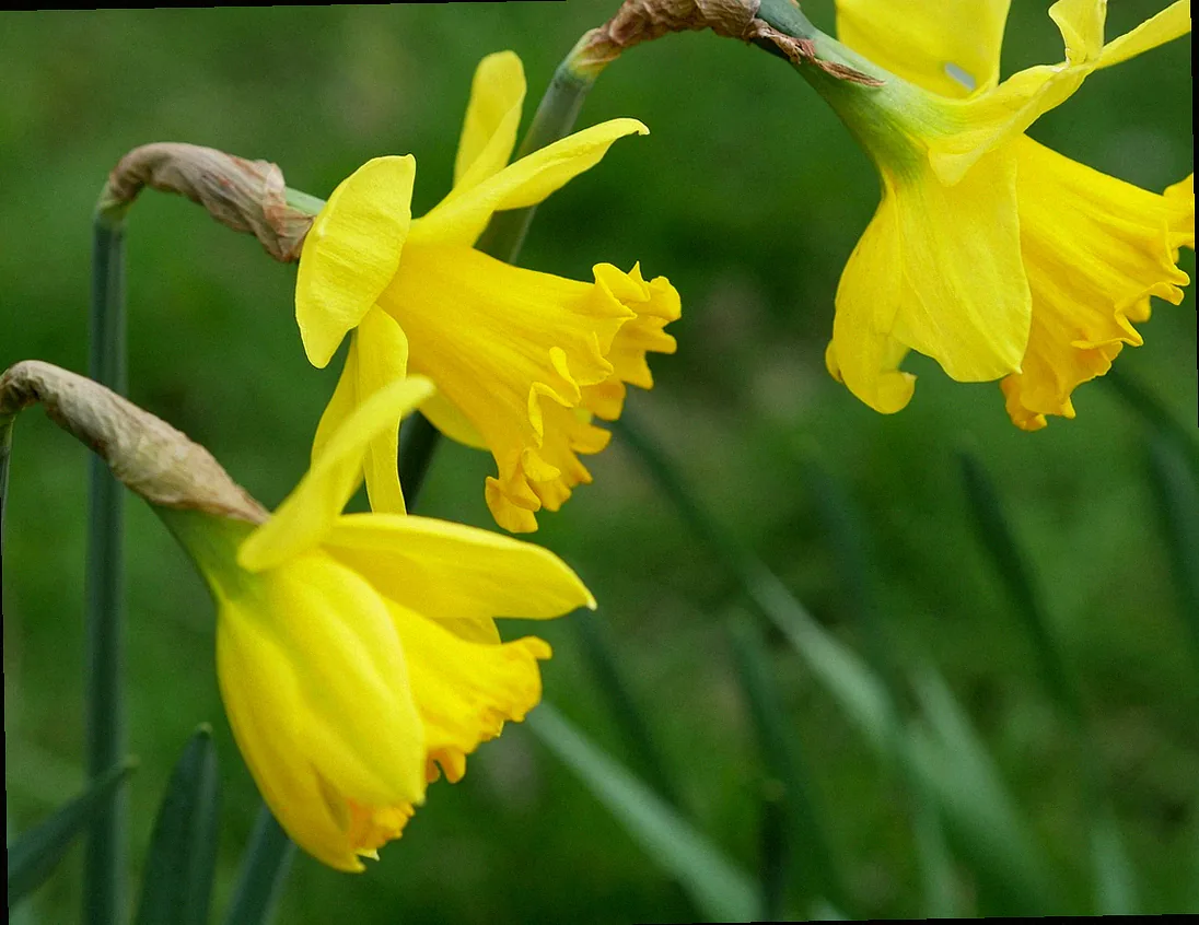 rasen im frühjahr gelb