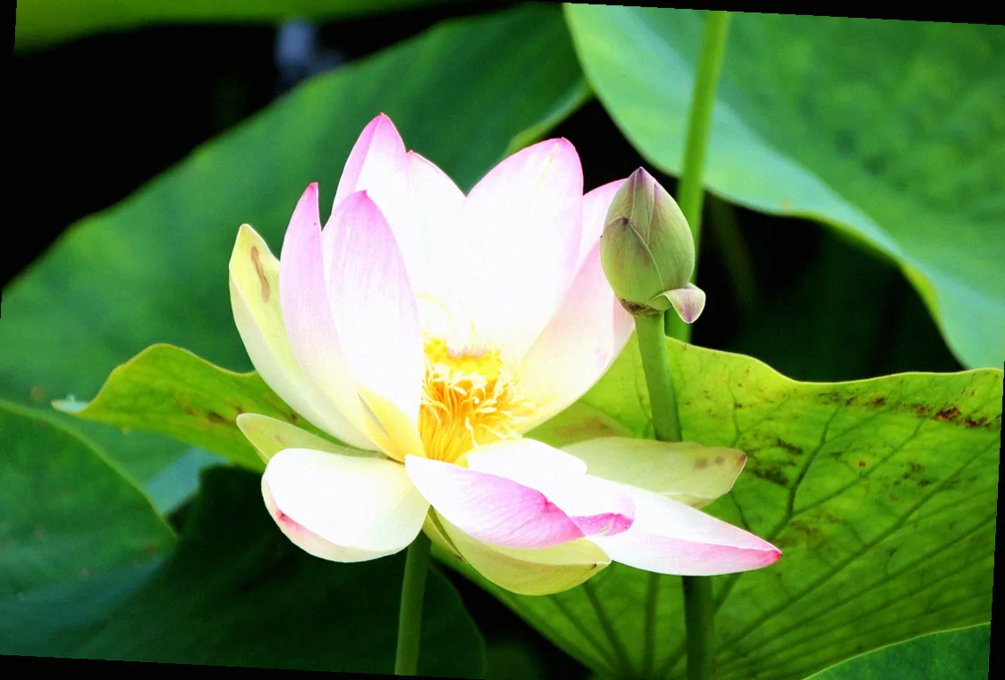 schattengehölze winterhart