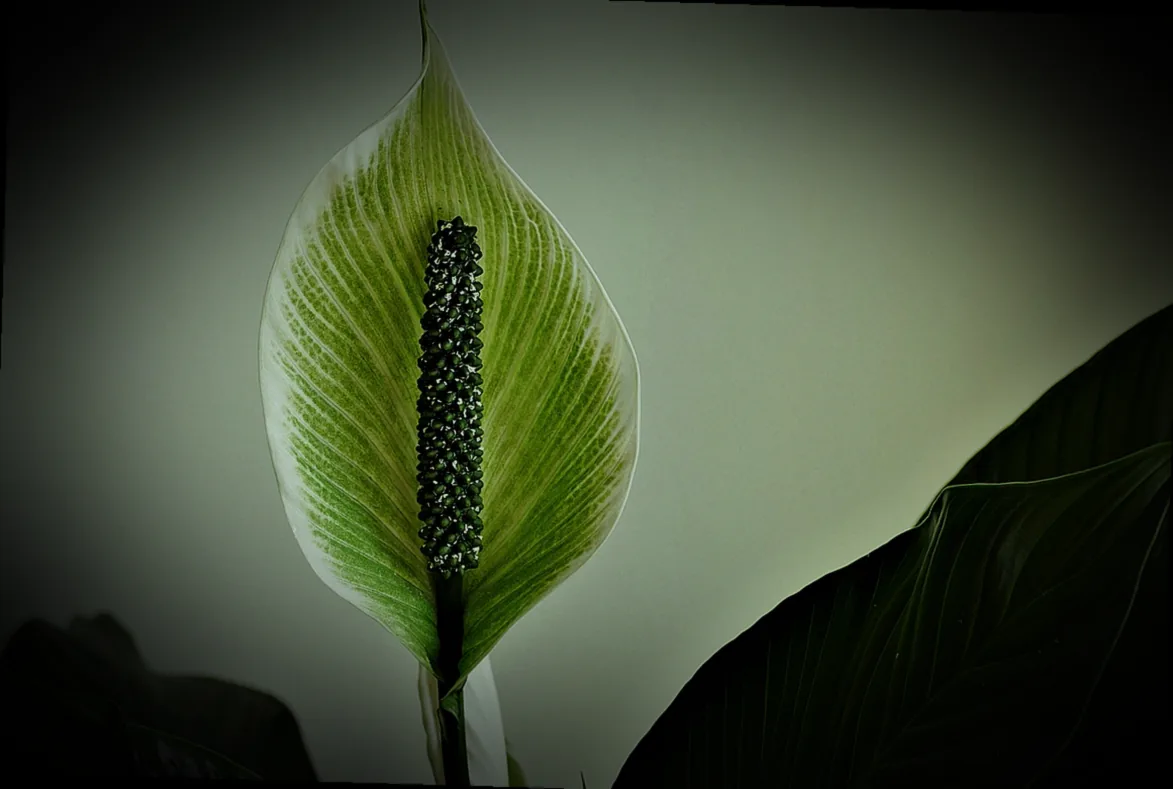 spathiphyllum pflege