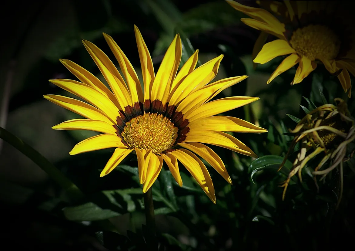 stauden gelb blühend