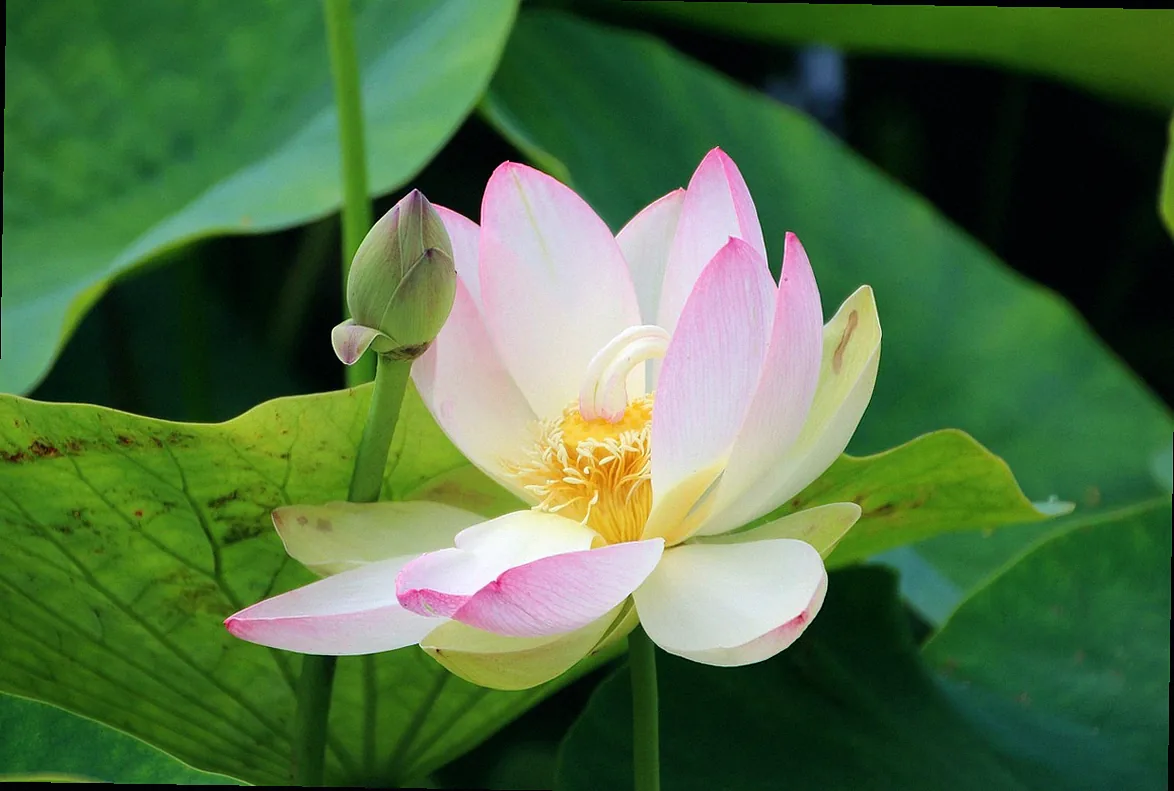 steingartenpflanzen winterhart