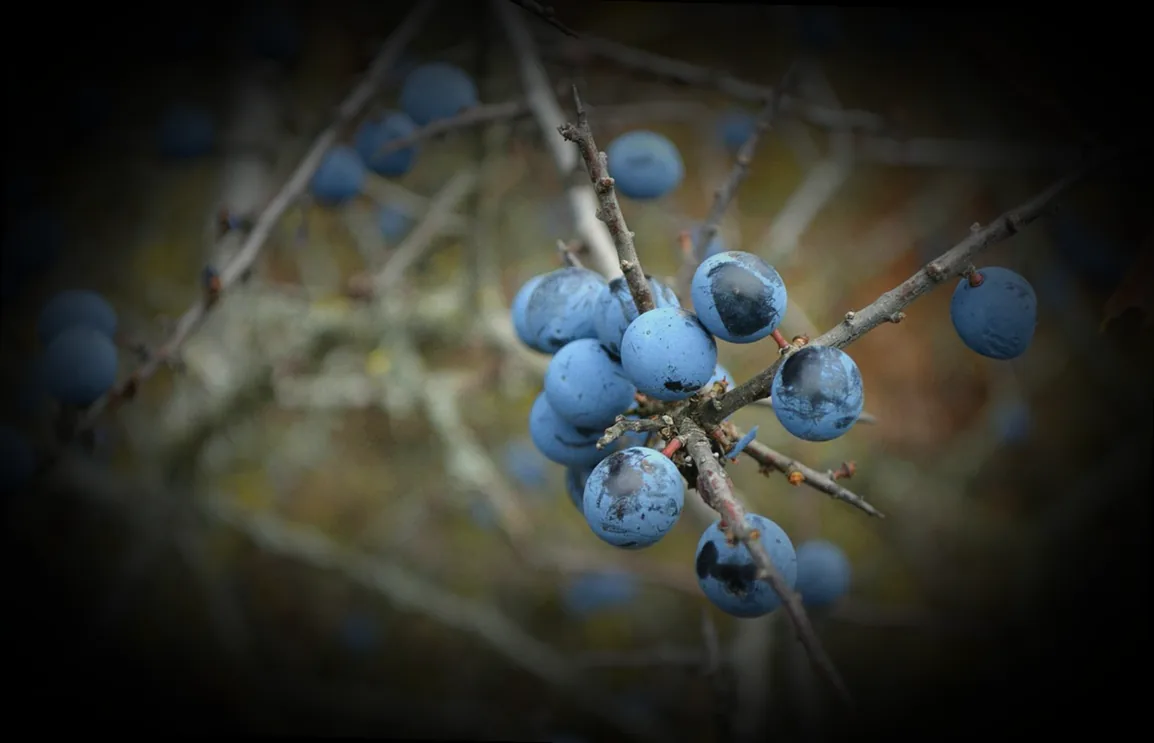 strauch mit blauen beeren im herbst