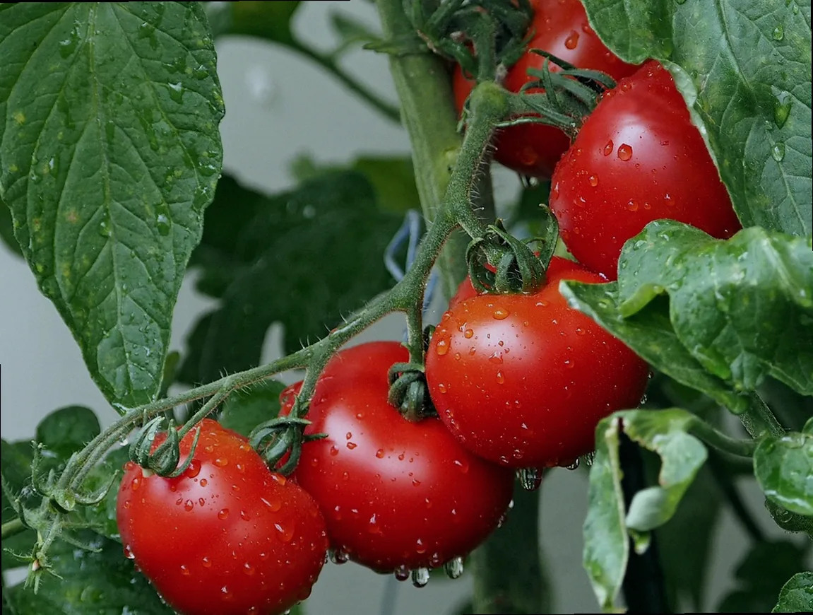 tomaten draußen vor kälte schützen