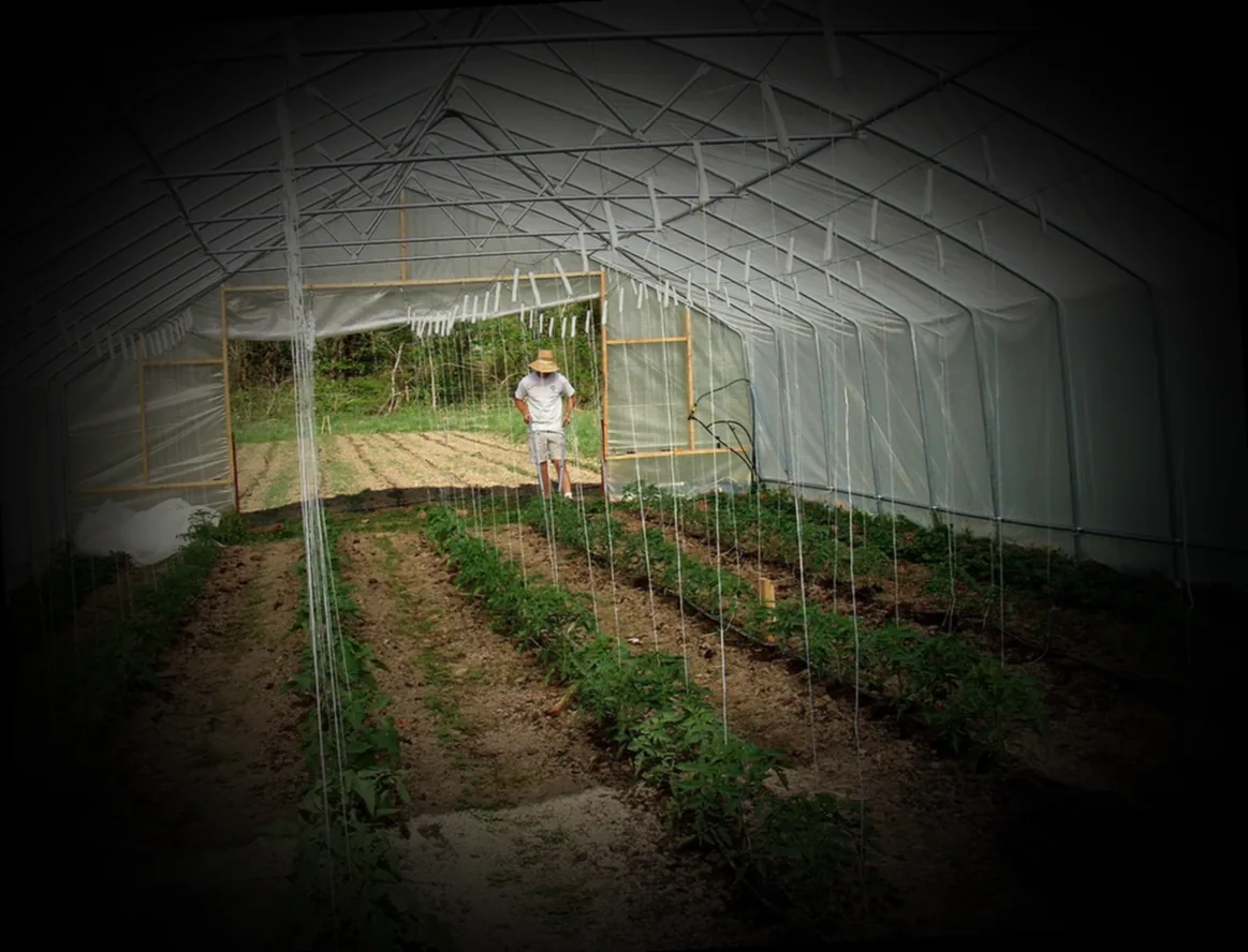 tomaten im treibhaus