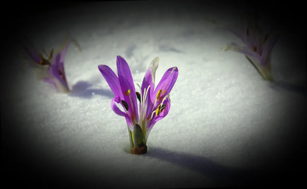 winterblumen für balkonkästen
