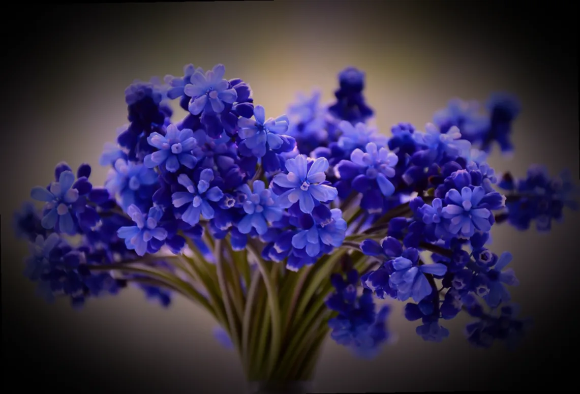 winterharte blaue blumen