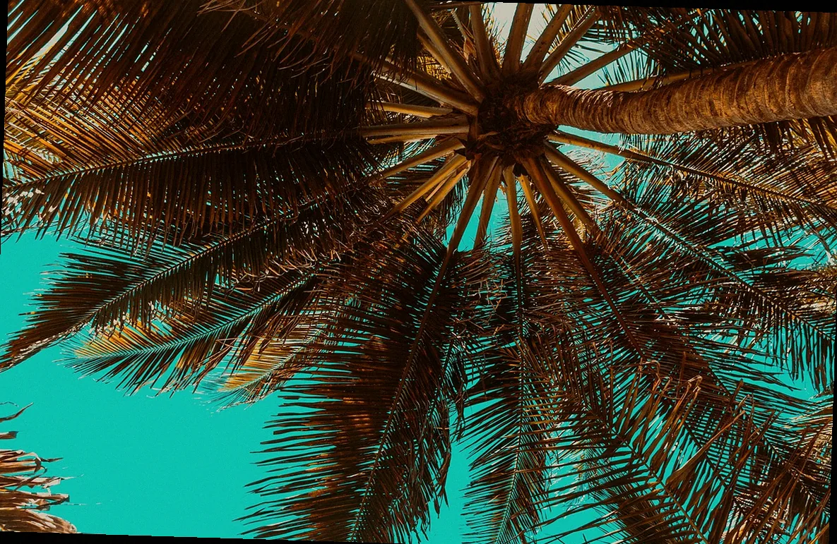 winterharte palmen erfahrungen