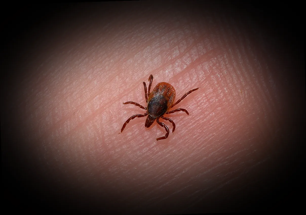 zitronenpflanze läuse