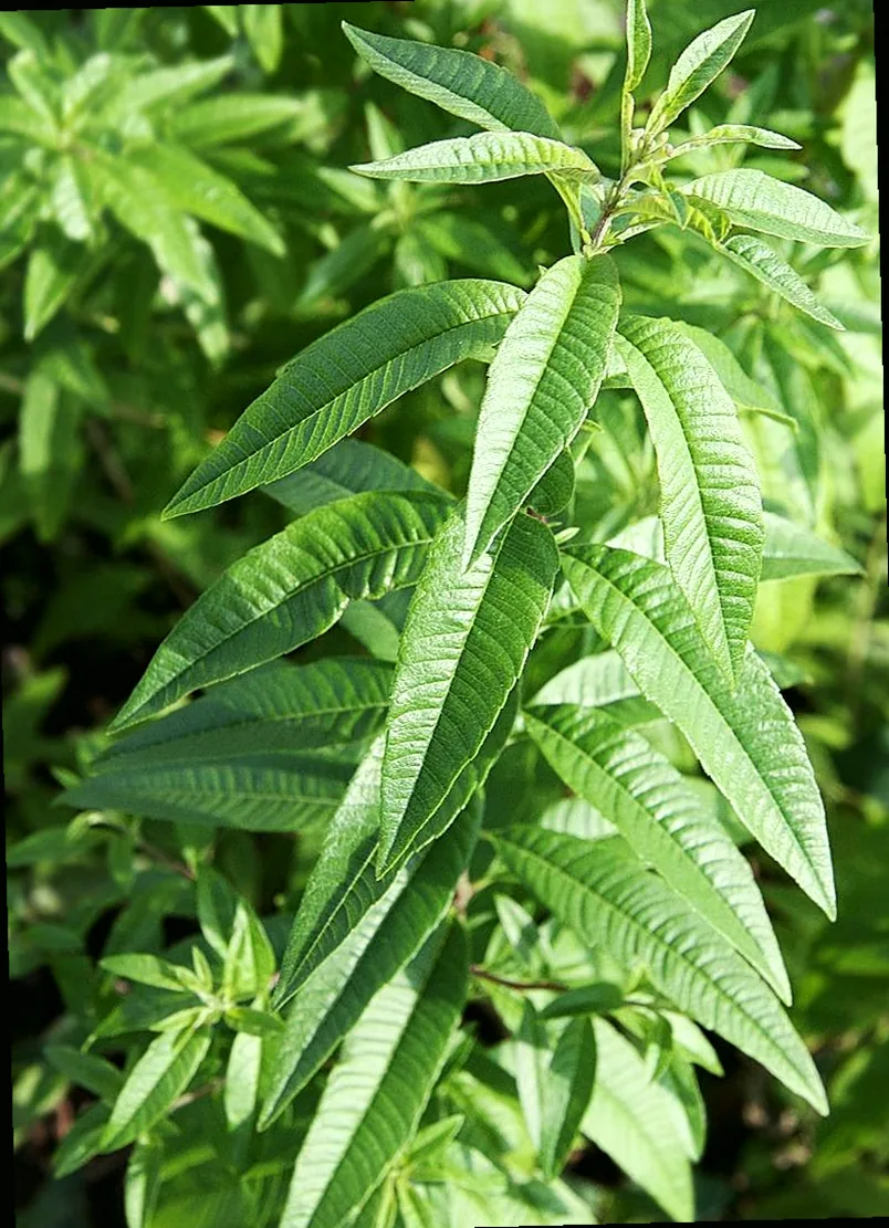 zitronenverbene winterhart