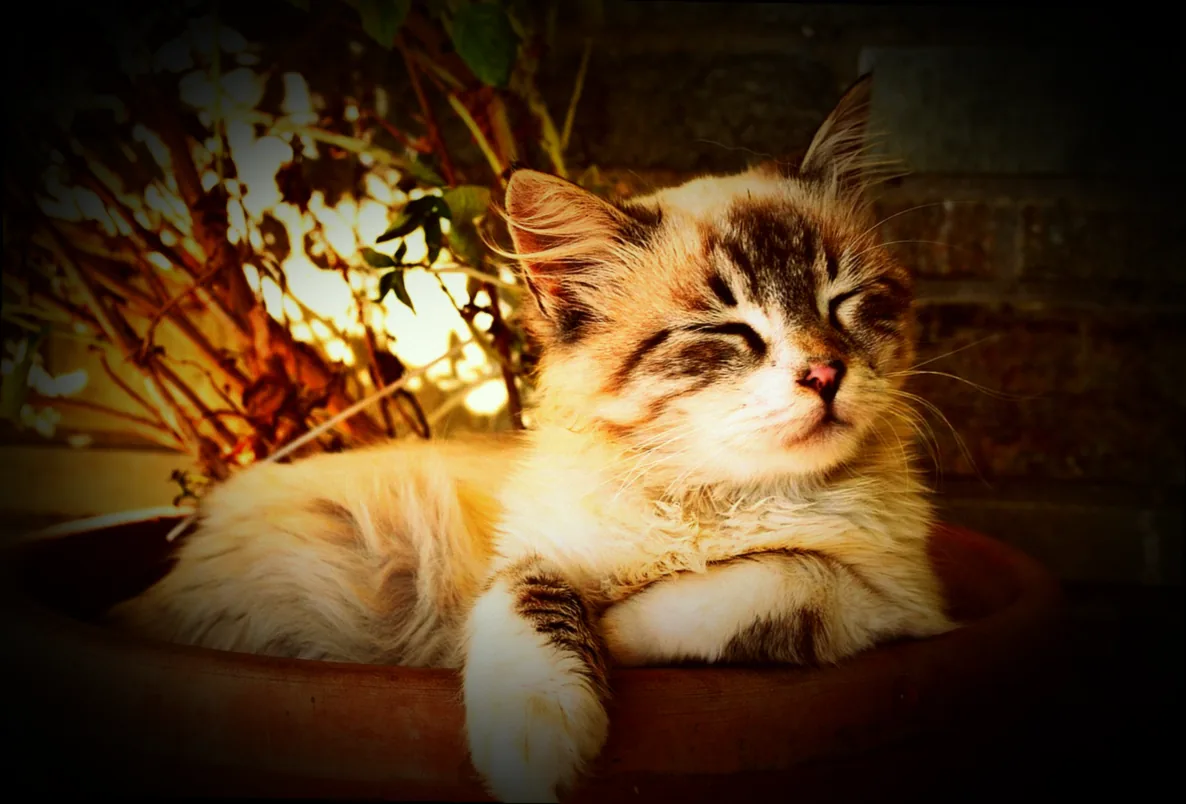 zwei orchideen in einem topf